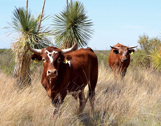 Supporting Ranchers through the Sustainable Southwest Beef Project