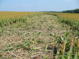 grain-sorghum-feral-swine-damage