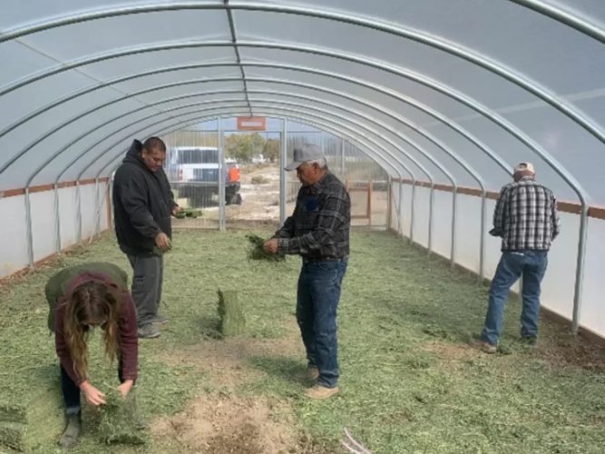 hoop-house-alfalfa