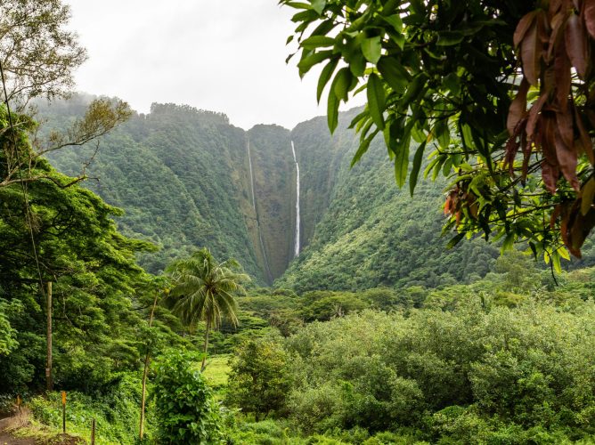 Agriculture and Forestry in Hawai’i, the Trust Territories, and Compact of Free Association States